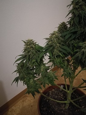 Growreport Bild 14