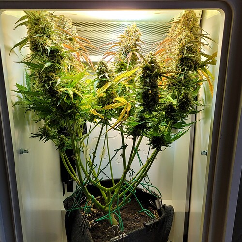 Growreport Bild 3