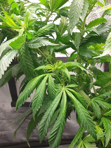 Growreport Bild 5