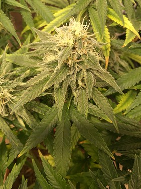 Growreport Bild 23
