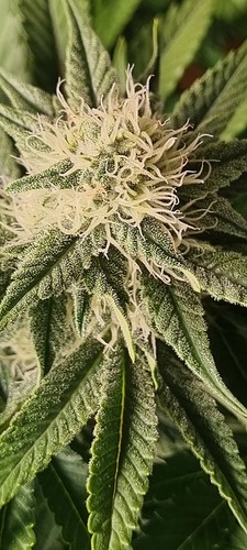Growreport Bild 4