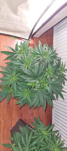 Growreport Bild 27