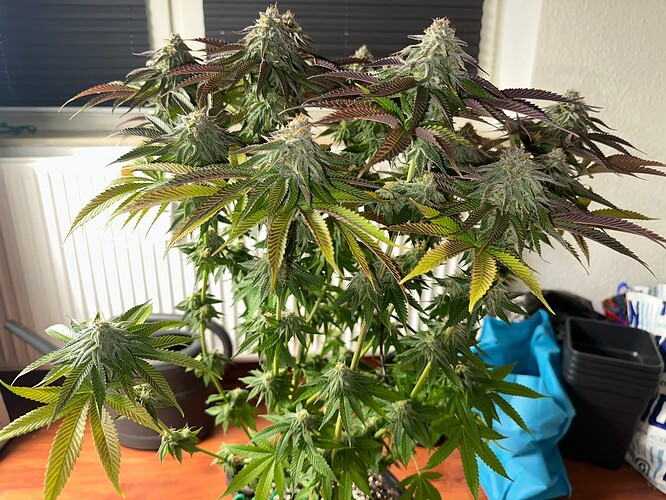Growreport Bild 3