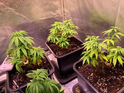 Growreport Bild 1
