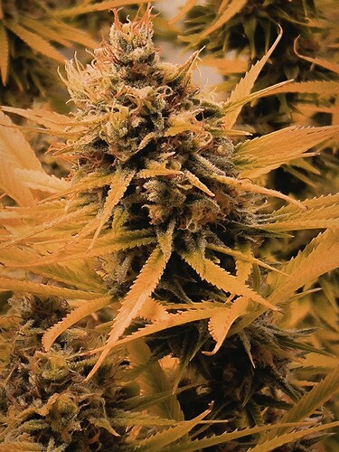 Growreport Bild 5