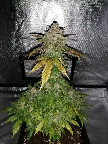 Growreport Bild 1