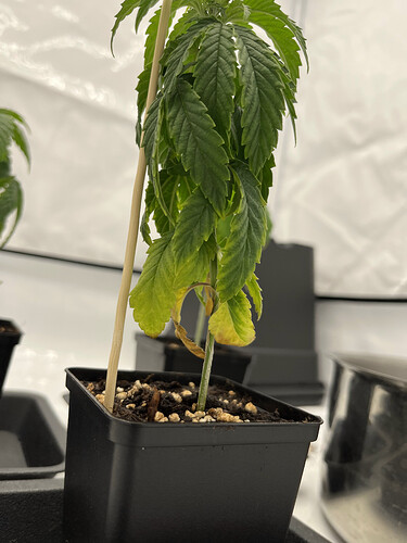 Growreport Bild 8