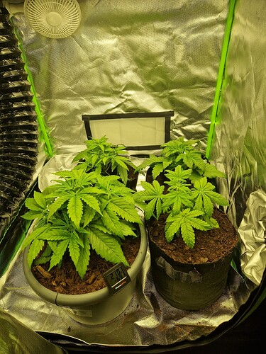 Growreport Bild 6