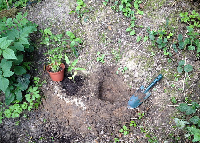 Growreport Bild 25