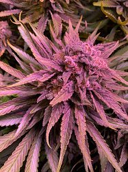 Growreport Bild 2