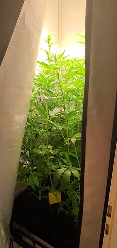 Growreport Bild 1