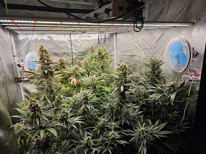 Growreport Bild 71
