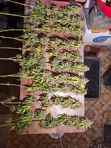 Growreport Bild 2