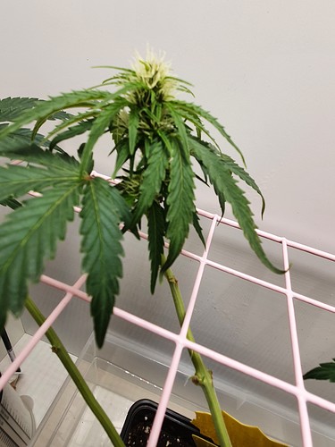 Growreport Bild 3