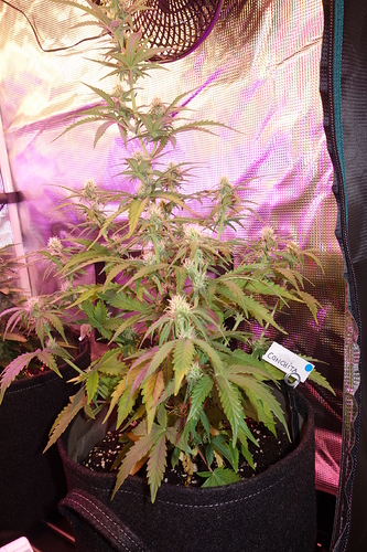 Growreport Bild 41
