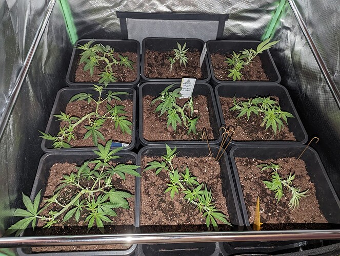 Growreport Bild 6