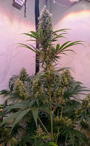 Growreport Bild 5