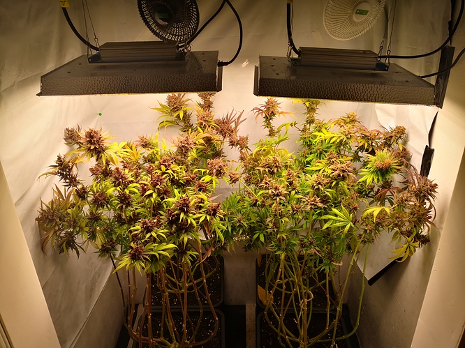 Growreport Bild 7