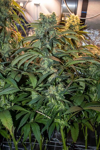 Growreport Bild 3