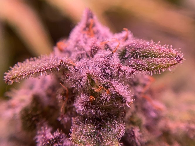 Growreport Bild 46