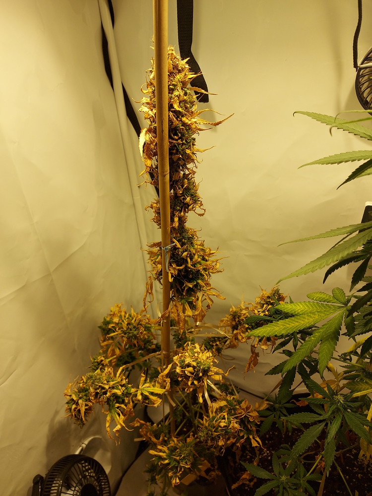 24K Gold von DNA