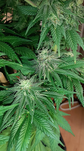 Growreport Bild 9