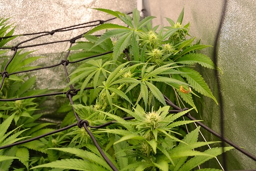 Growreport Bild 7
