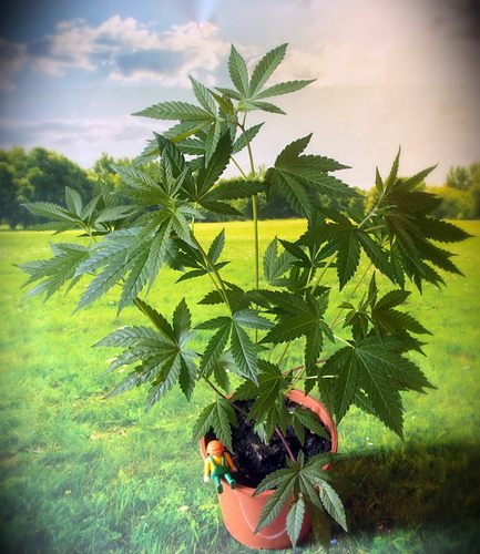Growreport Bild 18