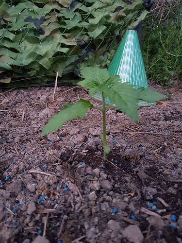 Growreport Bild 3