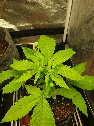 Growreport Bild 6