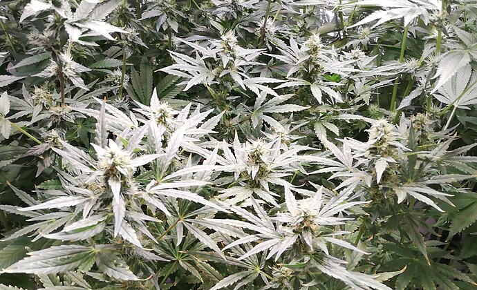 Growreport Bild 4