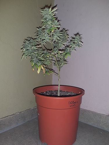 Growreport Bild 1