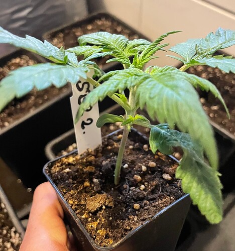 Growreport Bild 1