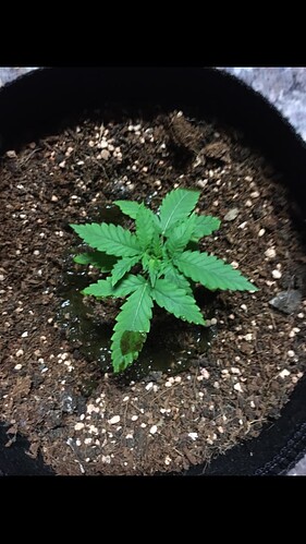 Growreport Bild 18