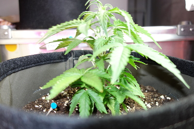 Eine junge Cannabispflanze in einem Stofftopf, die sich im Wuchs befindet.