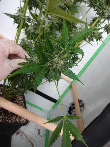 Growreport Bild 9