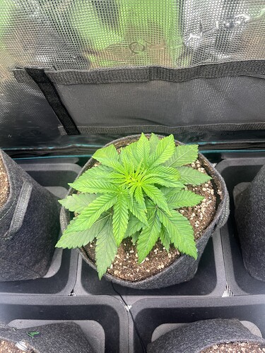 Growreport Bild 2
