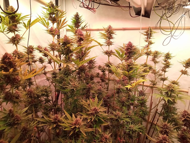 Growreport Bild 61