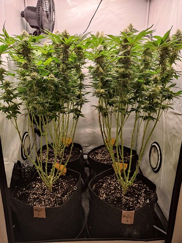Growreport Bild 3