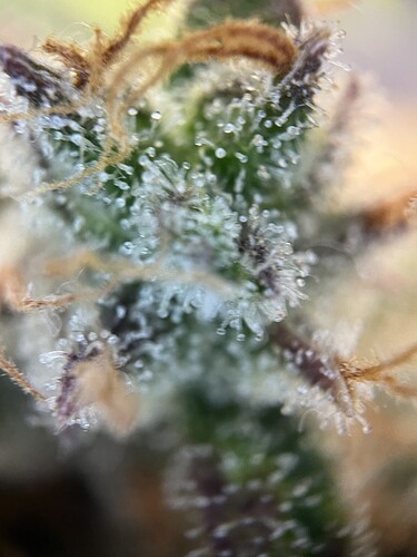 Growreport Bild 27