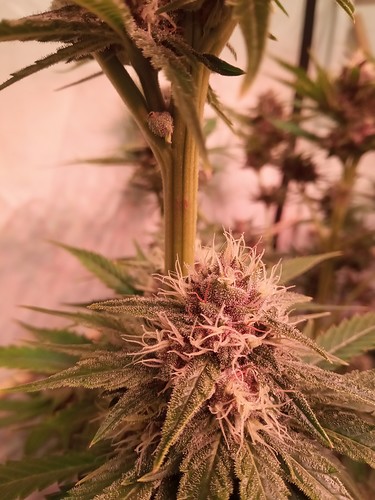 Growreport Bild 28