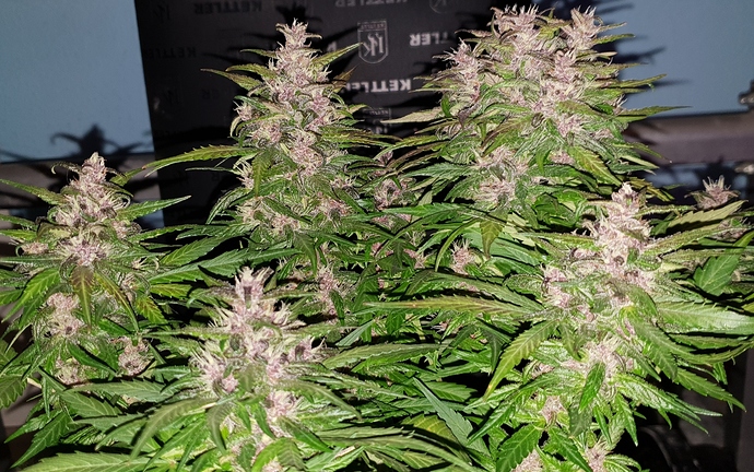 Growreport Bild 9