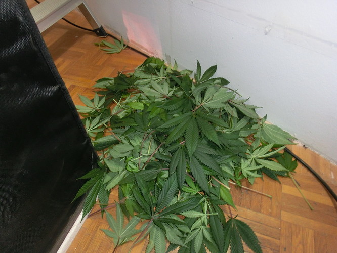 Growreport Bild 1