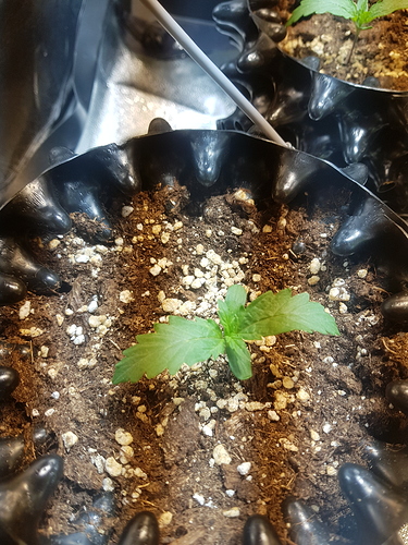 Growreport Bild 20