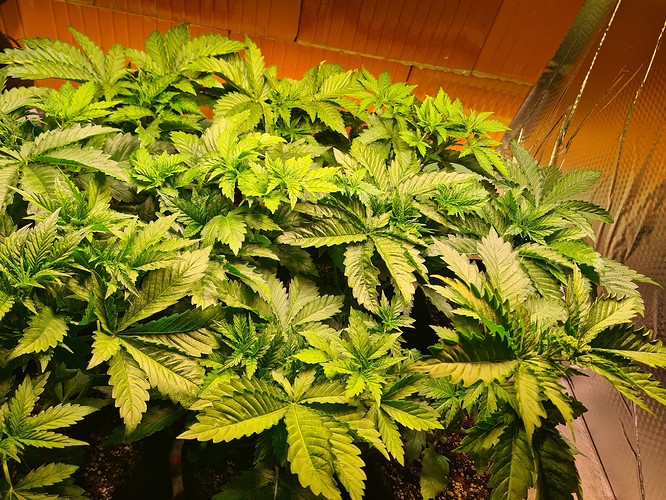 Mehrere junge Cannabispflanzen in einem frühen Wachstumsstadium, dicht beieinander stehend, mit hellgrünen Blättern und deutlichen Verzweigungen.