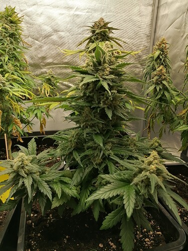 Growreport Bild 3