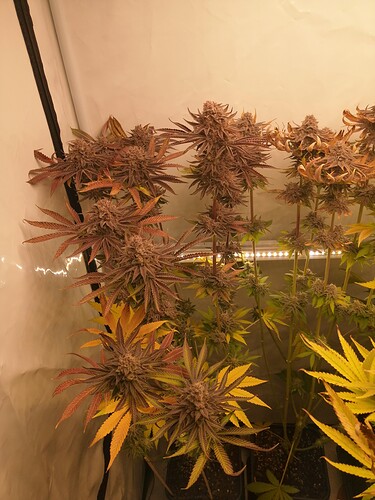 Growreport Bild 7
