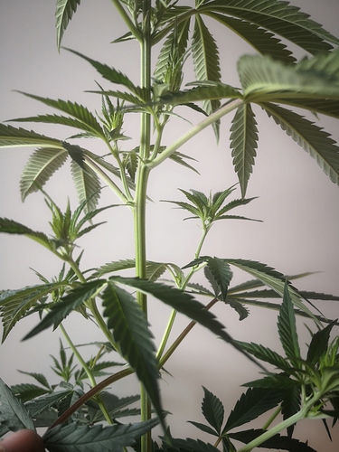 Growreport Bild 5