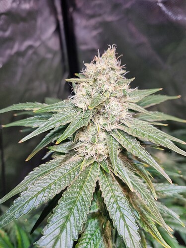 Growreport Bild 13