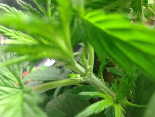 VT24_0201_NL_Vorblüte